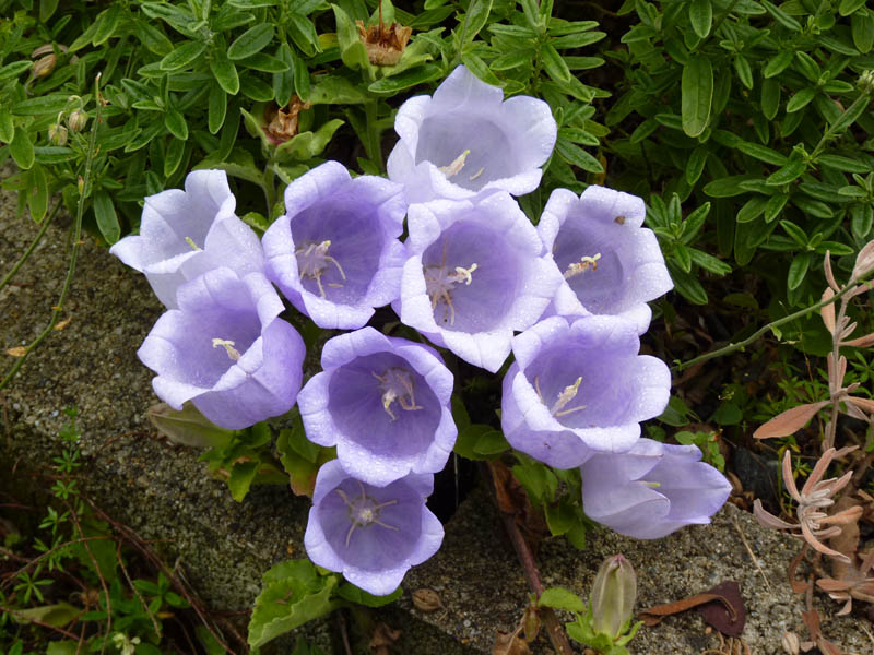 Campanula incurva
